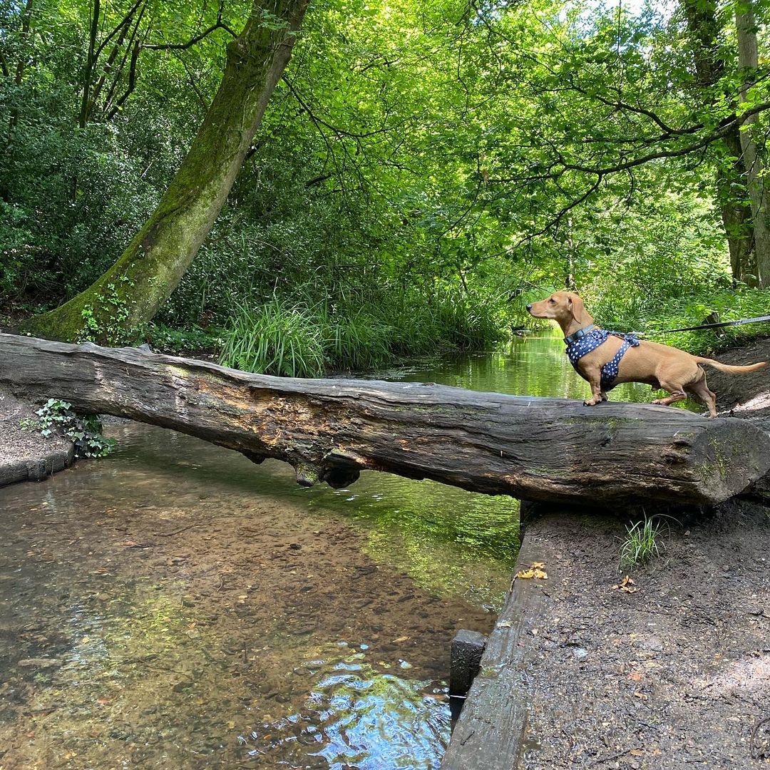 Chilworth Trail - Best Surrey Walks: Discover the great outdoors in your backyard