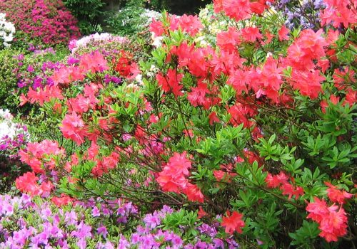 Ramster Garden Spring Colour
