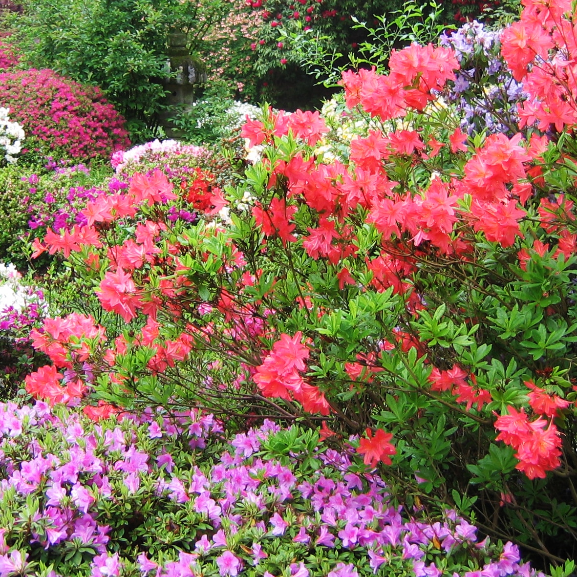 Ramster Garden Spring Colour - Ramster Garden